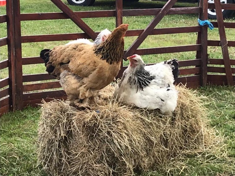 knuffelfarm boekt u bij www.zorg-artiesten.nl